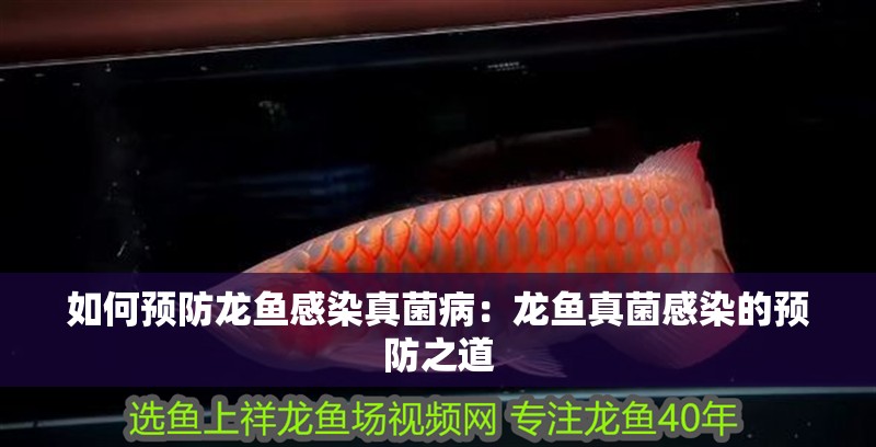 如何預(yù)防龍魚(yú)感染真菌病：龍魚(yú)真菌感染的預(yù)防之道