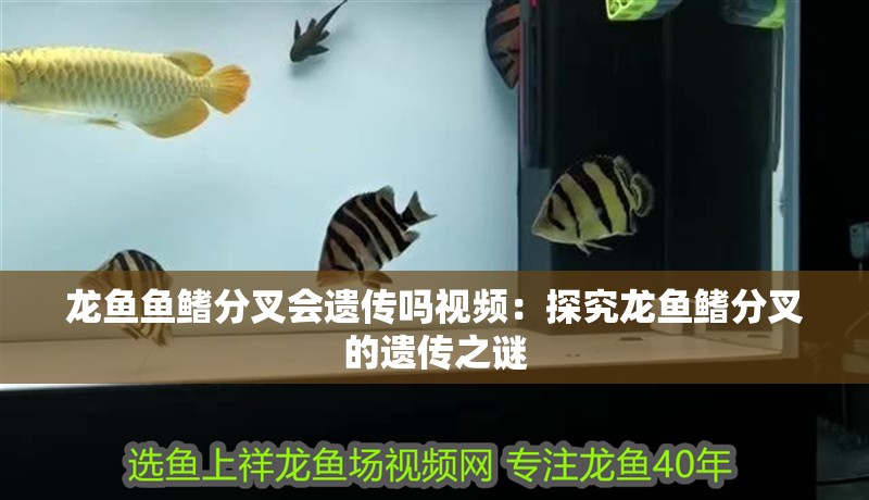 龍魚魚鰭分叉會遺傳嗎視頻：探究龍魚鰭分叉的遺傳之謎