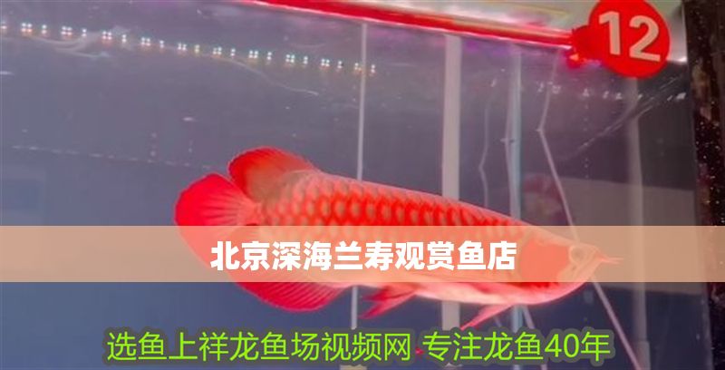 北京深海蘭壽觀賞魚店