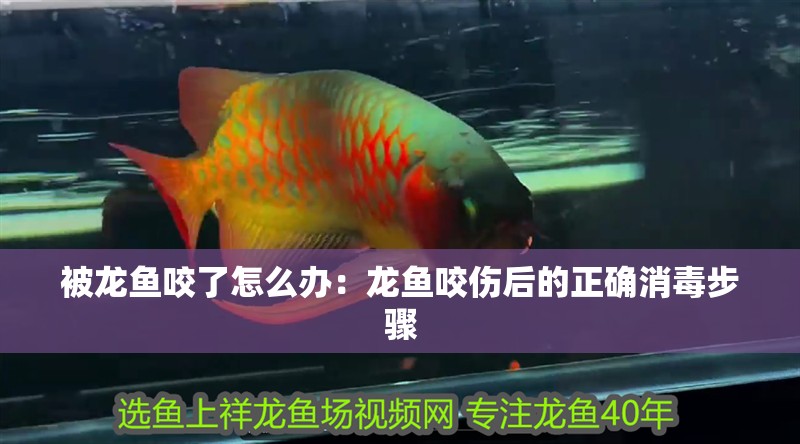 被龍魚咬了怎么辦：龍魚咬傷后的正確消毒步驟