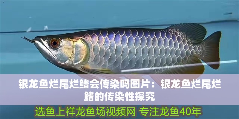 銀龍魚爛尾爛鰭會傳染嗎圖片：銀龍魚爛尾爛鰭的傳染性探究