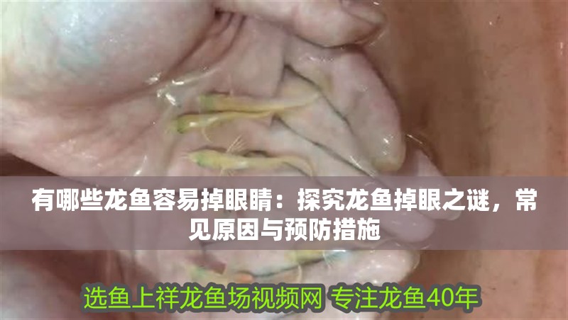 有哪些龍魚容易掉眼睛：探究龍魚掉眼之謎，常見原因與預防措施