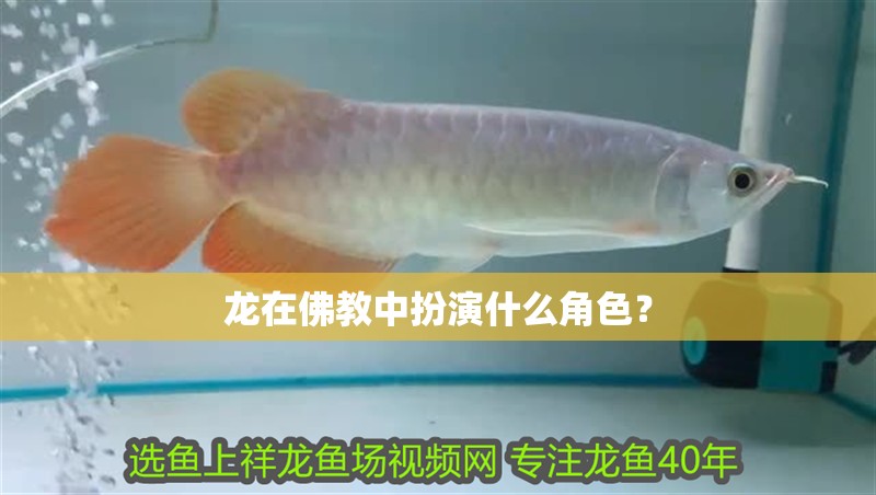 龍在佛教中扮演什么角色？ 龍在佛教中扮演什么角色？ 龍魚百科