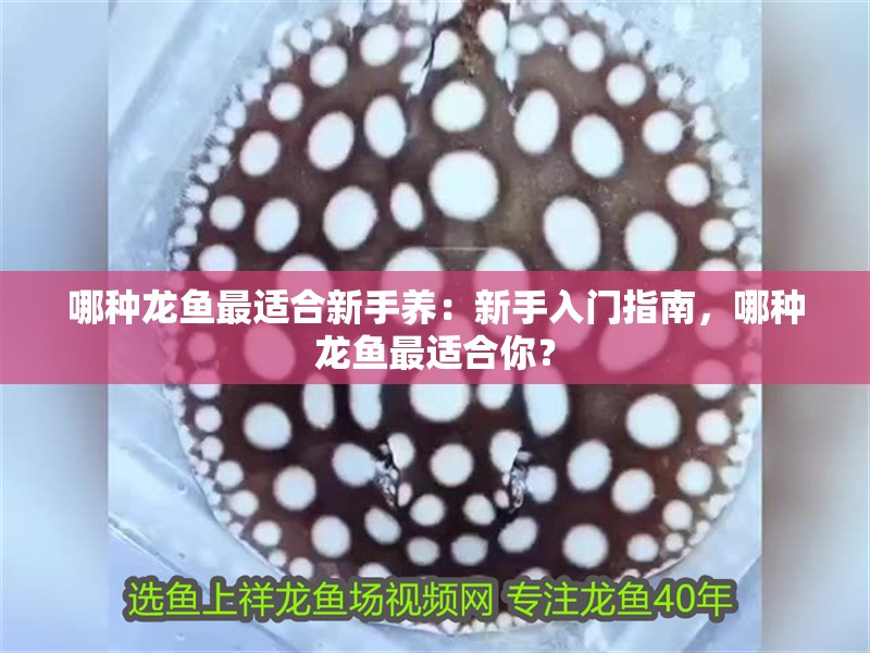 哪種龍魚最適合新手養(yǎng)：新手入門指南，哪種龍魚最適合你？