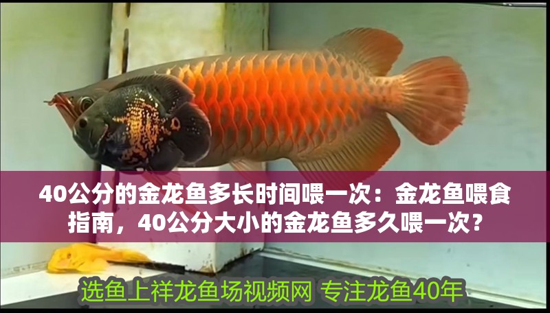 40公分的金龍魚多長時間喂一次：金龍魚喂食指南，40公分大小的金龍魚多久喂一次？