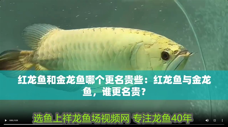 紅龍魚和金龍魚哪個更名貴些：紅龍魚與金龍魚，誰更名貴？