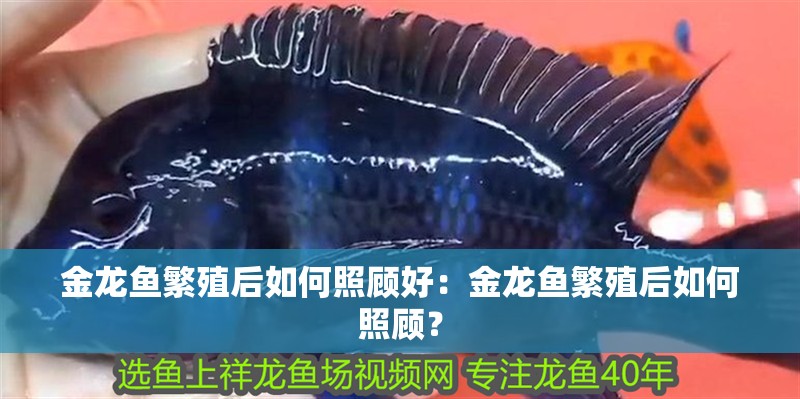 金龍魚繁殖后如何照顧好：金龍魚繁殖后如何照顧？