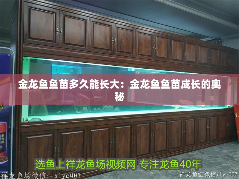 金龍魚魚苗多久能長大：金龍魚魚苗成長的奧秘