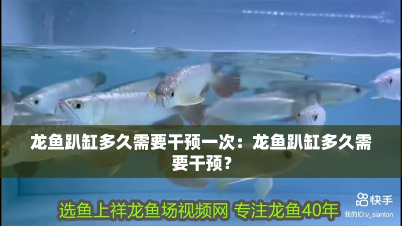 龍魚趴缸多久需要干預一次：龍魚趴缸多久需要干預？
