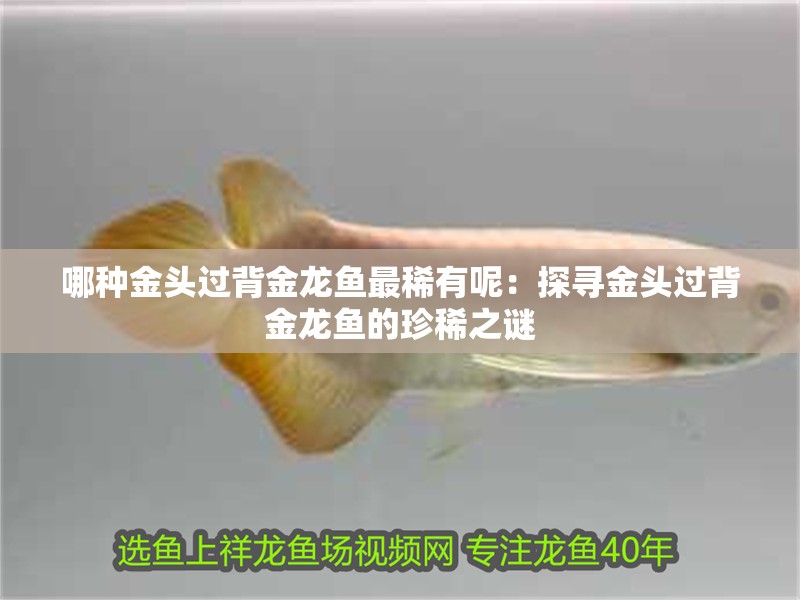 哪種金頭過背金龍魚最稀有呢：探尋金頭過背金龍魚的珍稀之謎