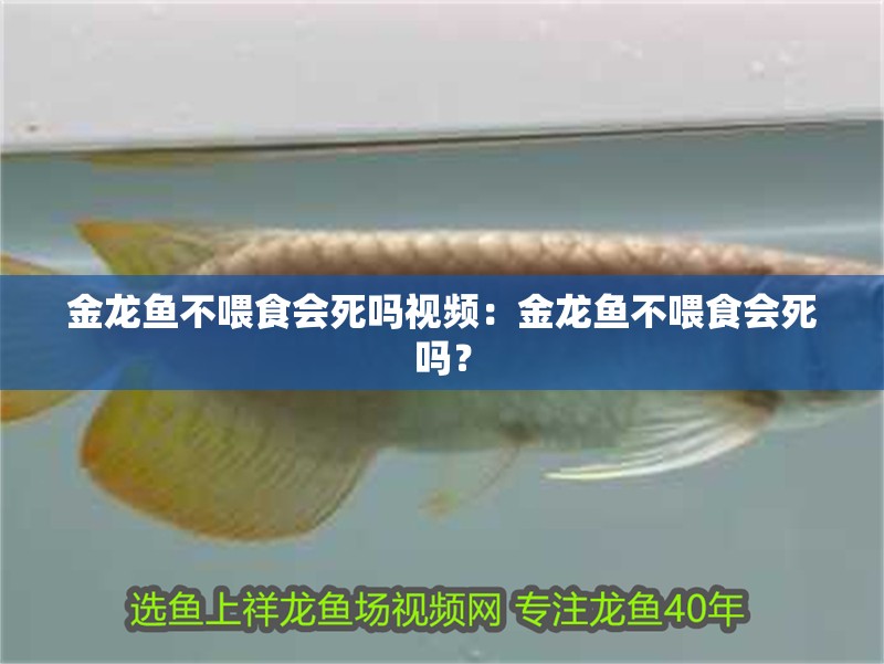 金龍魚不喂食會死嗎視頻：金龍魚不喂食會死嗎？