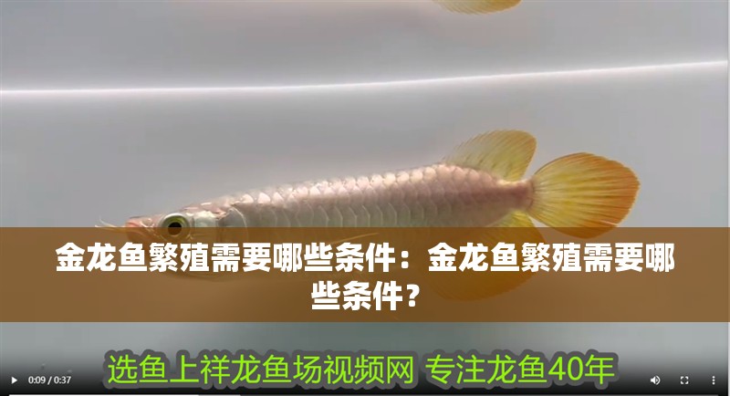 金龍魚繁殖需要哪些條件：金龍魚繁殖需要哪些條件？