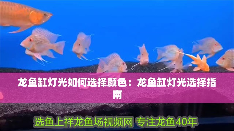 龍魚(yú)缸燈光如何選擇顏色：龍魚(yú)缸燈光選擇指南