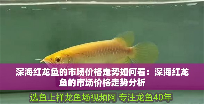 深海紅龍魚的市場(chǎng)價(jià)格走勢(shì)如何看：深海紅龍魚的市場(chǎng)價(jià)格走勢(shì)分析