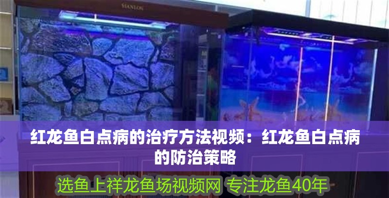 紅龍魚白點病的治療方法視頻：紅龍魚白點病的防治策略
