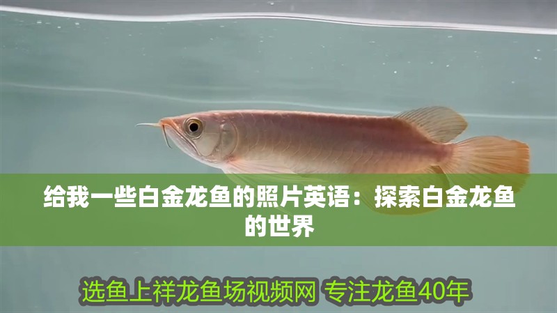 給我一些白金龍魚(yú)的照片英語(yǔ)：探索白金龍魚(yú)的世界