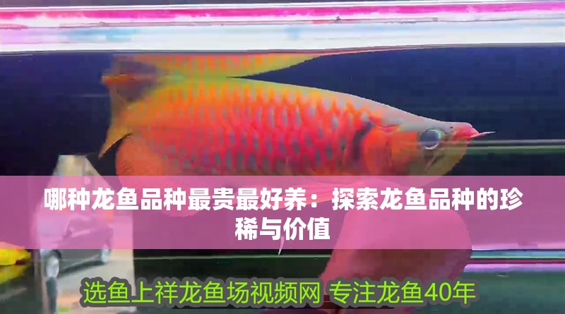 哪種龍魚品種最貴最好養：探索龍魚品種的珍稀與價值