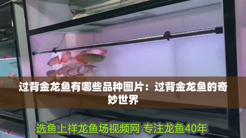 過背金龍魚有哪些品種圖片：過背金龍魚的奇妙世界