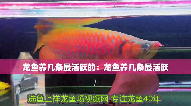龍魚養(yǎng)幾條最活躍的：龍魚養(yǎng)幾條最活躍