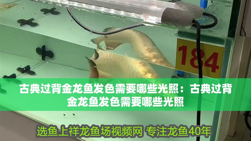 古典過背金龍魚發色需要哪些光照：古典過背金龍魚發色需要哪些光照