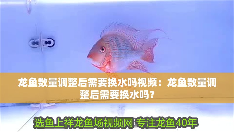 龍魚數量調整后需要換水嗎視頻：龍魚數量調整后需要換水嗎？