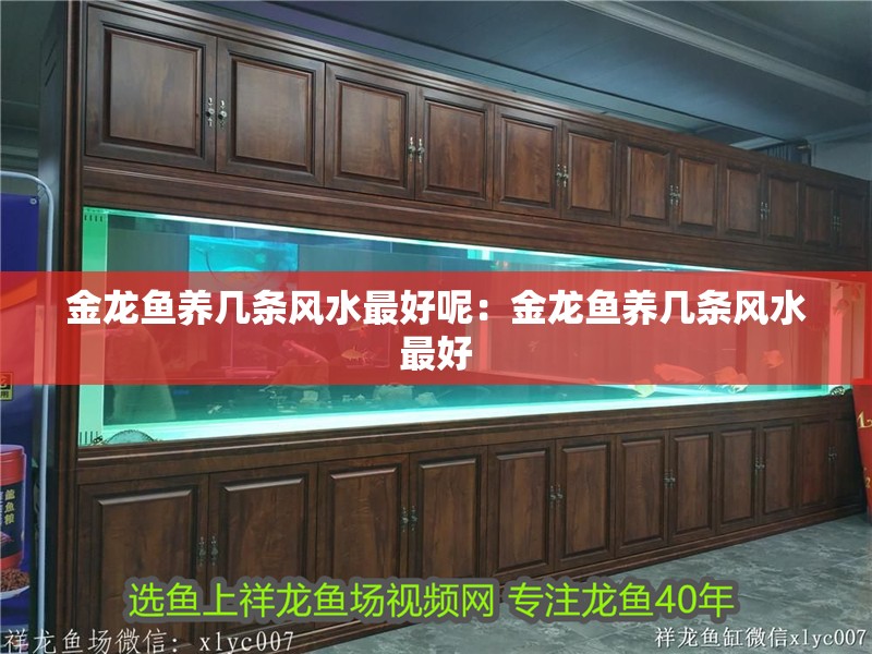 金龍魚養幾條風水最好呢：金龍魚養幾條風水最好