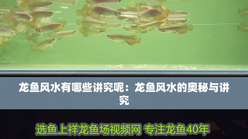 龍魚風水有哪些講究呢：龍魚風水的奧秘與講究