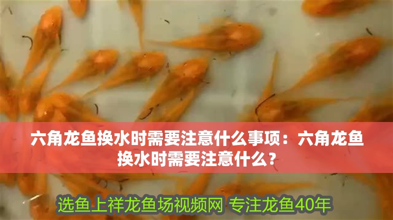 六角龍魚換水時需要注意什么事項：六角龍魚換水時需要注意什么？
