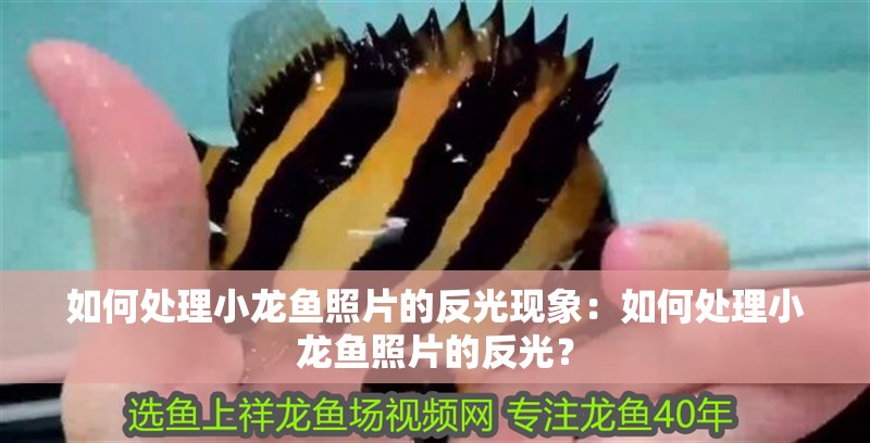 如何處理小龍魚照片的反光現象：如何處理小龍魚照片的反光？