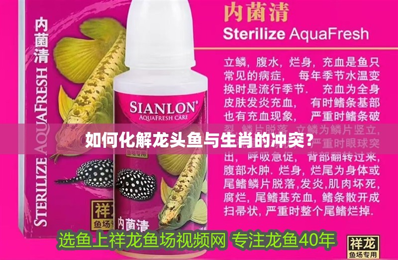 如何化解龍頭魚與生肖的沖突？