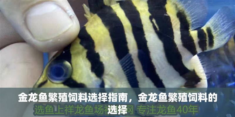 金龍魚繁殖飼料選擇指南，金龍魚繁殖飼料的選擇