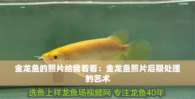金龍魚的照片給我看看：金龍魚照片后期處理的藝術(shù)