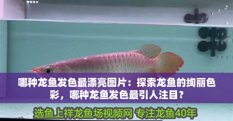 哪種龍魚發色最漂亮圖片：探索龍魚的絢麗色彩，哪種龍魚發色最引人注目？
