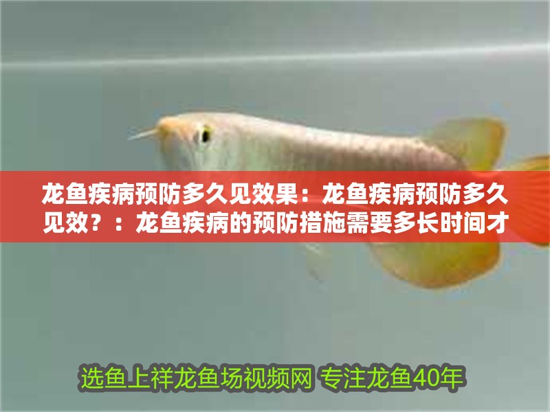 龍魚疾病預防多久見效果：龍魚疾病預防多久見效？：龍魚疾病的預防措施需要多長時間才能見效龍魚疾病的預防措施