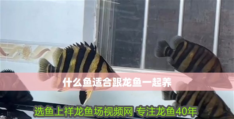 什么魚適合跟龍魚一起養(yǎng)