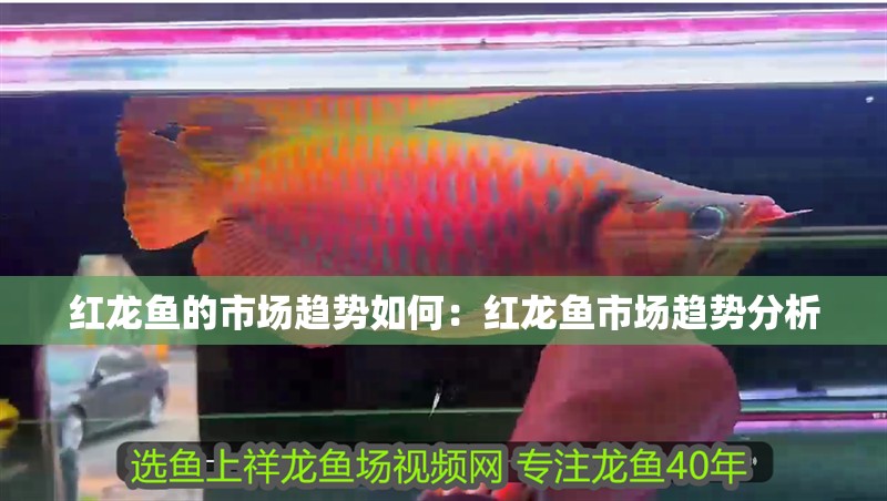 紅龍魚的市場趨勢如何：紅龍魚市場趨勢分析