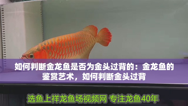 如何判斷金龍魚是否為金頭過背的：金龍魚的鑒賞藝術，如何判斷金頭過背