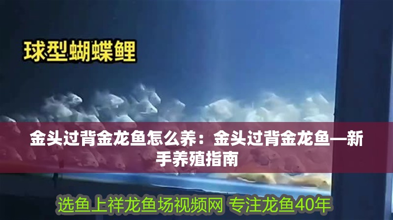 金頭過背金龍魚怎么養：金頭過背金龍魚—新手養殖指南