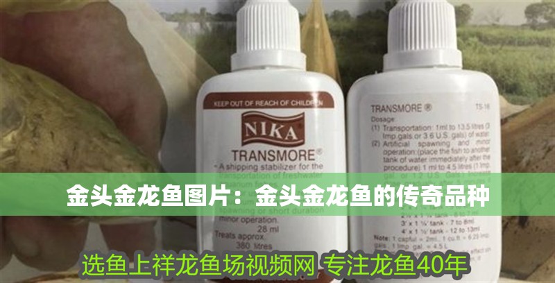金頭金龍魚圖片：金頭金龍魚的傳奇品種