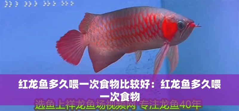 紅龍魚多久喂一次食物比較好：紅龍魚多久喂一次食物