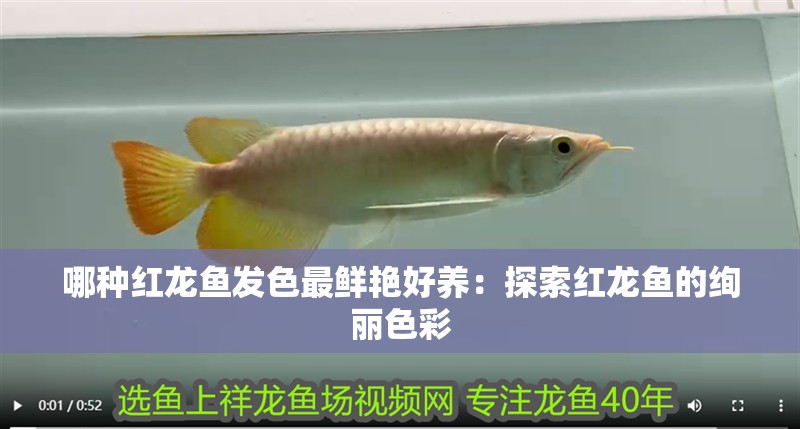哪種紅龍魚發色最鮮艷好養：探索紅龍魚的絢麗色彩