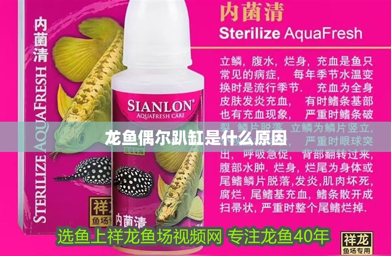 龍魚偶爾趴缸是什么原因