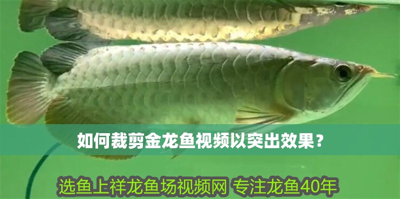 如何裁剪金龍魚視頻以突出效果？
