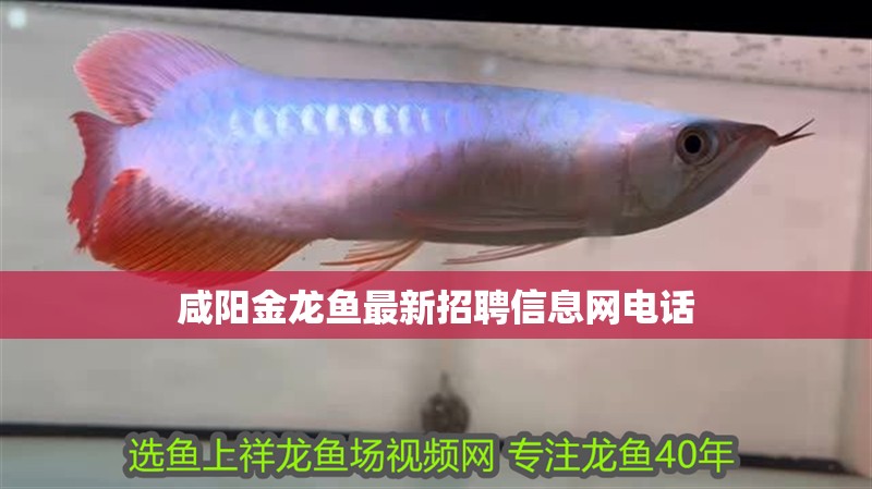 咸陽(yáng)金龍魚最新招聘信息網(wǎng)電話 咸陽(yáng)金龍魚最新招聘信息網(wǎng)電話 龍魚百科