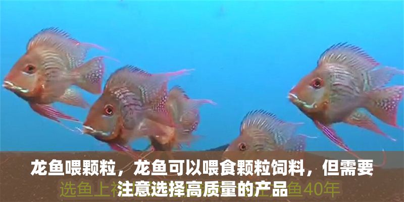 龍魚喂顆粒，龍魚可以喂食顆粒飼料，但需要注意選擇高質量的產品