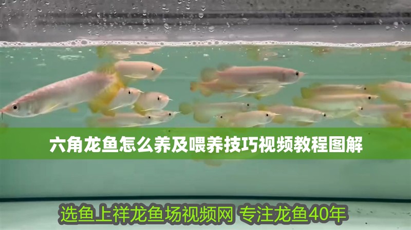 六角龍魚怎么養(yǎng)及喂養(yǎng)技巧視頻教程圖解