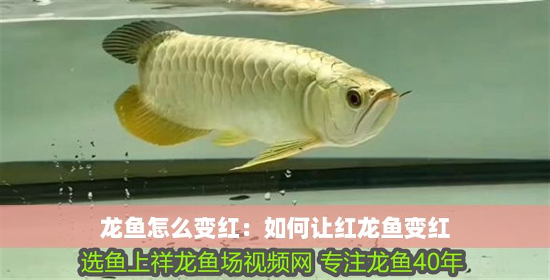 龍魚怎么變紅：如何讓紅龍魚變紅