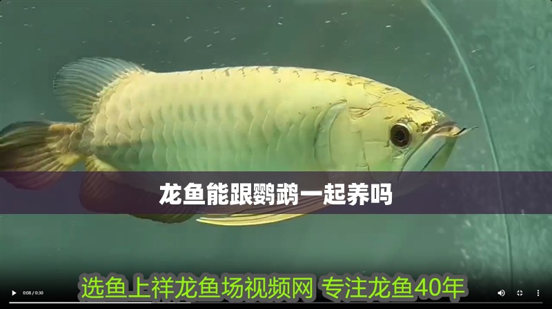 龍魚能跟鸚鵡一起養(yǎng)嗎