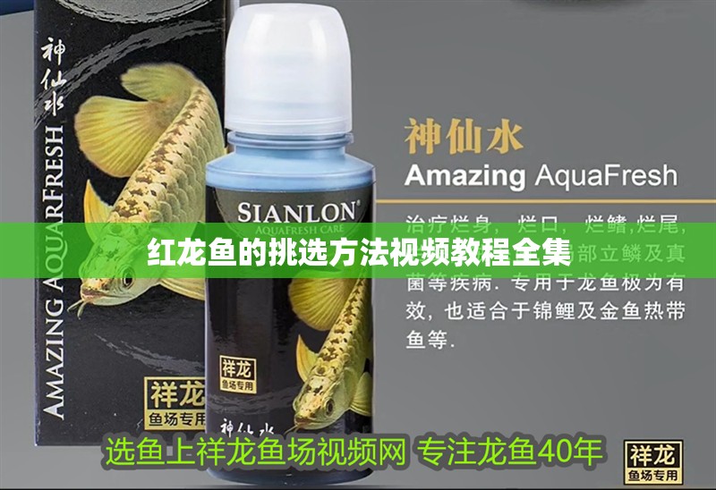 我的虎魚真菌感染了要怎么處理 紅龍魚的挑選方法視頻教程全集 龍魚百科 紅龍魚的挑選方法視頻教程全集 紅龍魚的挑選方法視頻教程全集 龍魚百科