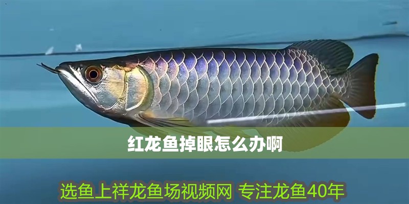 紅龍魚掉眼怎么辦啊